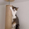 『病院』に行くことを察した猫→飼い主さんが近づくと…予想外の『形態変化…