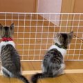 元気いっぱいな子猫たち→脱走防止のために柵を設置した結果…微笑まし…
