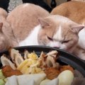 『おいしそうだニャ…』お母さんのおでんを囲む猫ちゃんたち