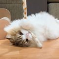 猫が全然使ってくれない爪研ぎに『マタタビ』を塗ってみたら…まさかの…