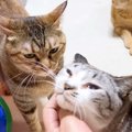 長期入院していたパパが帰宅→家にいた猫たちと柴犬が…涙が出るほど尊い『…