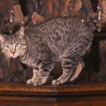 ピクシーボブは飼いやすい？猫種の性格や飼う前の注意点・価格相場まで徹…