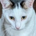 猫が２階のリビングまで運んできた『まさかの物』とは……笑ってしまう…