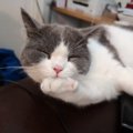 猫が目をつぶる時の心理５つ！眠いだけじゃなかった？