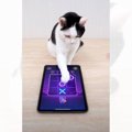 賢すぎる猫とタブレットを使用して『マルバツゲーム』をした結果…驚きの光…
