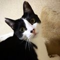 猫同士のコミュニケーション３つ！鳴くのは人間にだけ？