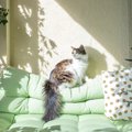 猫の『しっぽの種類』は全部で8つ!それぞれの呼び名や特徴、よく見ら…