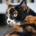 猫を『追いかけると逃げていく』理由3つ　怖がられているの？適切な接し方…