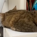 イタズラが見つかった猫→ママに叱られると…まさかの『ふてくされる様…