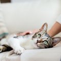 猫が飼い主さんに『ベタ惚れ♡』なときの行動4選　あなたが愛猫にとっ…