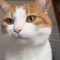 寝起きの猫の頭をなでようとしたら……つい笑っちゃう『想定外の反応』…