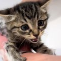保護されて7日目の子猫→『初めてのお風呂』を頑張った結果…涙が出るほど尊…