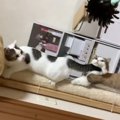 興味津々！モフモフを追いかけてキャットタワーで大渋滞の猫ちゃんた…