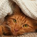 猫が『季節の変化』で起こすトラブル3選　どんな影響が表れる？注意すべき…