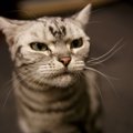 愛猫が『しかめっ面』をしているときの理由6選　必ずしも機嫌が悪いわ…