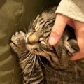 甘えん坊の猫→家族が仕事始めで出かけることに気づくと…まさかの『可…