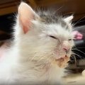 『離乳食を食べるのが下手だった子猫』が５年後…立派に成長した『現在の様…