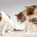 猫が起こしうる『火災事故』4つのケースと予防法　まさか…の行動が火…