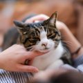 猫が飼い主に『頼みごと』をするときの仕草5選　気付いてあげたいサインや…