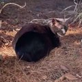 墓地でボロボロの老猫を保護……野良暮らしの危険性とは？