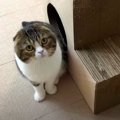 『息子猫くんどうしたの…』パパ猫さんが心配になっちゃう理由とは？