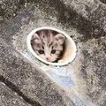 『穴の中にいた子猫』との運命的な出会いから４年…立派に成長した『現在の…