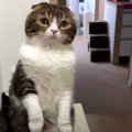 息子猫くんのために飼い主さんに助けを求めたパパ猫さん！