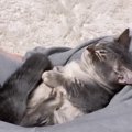 パパの脚の隙間で『熟睡していた子猫』→名前を呼んでみたら…まさかの&…