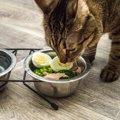 猫の『免疫力をアップさせる食材』5選　与える際に気をつけるべきポイント…