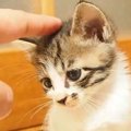 『寂しげな表情をしていた子猫』を撫でてあげると…たまらなく可愛い反応が…