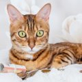 猫界のセレブ『年収が高い猫』4選！一体どんなお仕事をしているの？