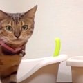 飼い主さんの実家の猫さんが目の前に…！怖がりな猫ちゃんの反応とは？