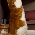 突然両足で立ち上がった猫→『前足』を見ると…祈りを捧げるかのような『ま…