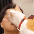 飼い主さんが大好きで『スリスリが止まらない猫』…想像を超える『激しさ』…