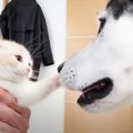 『ハスキー犬に育てられた子猫』は３年が経過すると…成長後の様子が感動的…