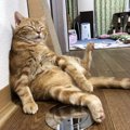 猫がやってる「ながら○○」