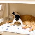 『遊んで欲しい子猫』が先住猫に猛アピール…無限すぎる体力に先住猫『…