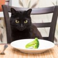 猫は『ブロッコリー』を食べても大丈夫？意外な効果と、与えるときに気を…