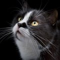 猫の『ヒゲ』には5つの種類が！？それぞれの名称や役割などを解説！