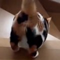 『階段を降りる三毛猫』を後ろから見ていると…たまらない『おしりの動…