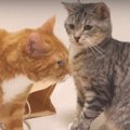 突然の猫パンチ！今回特別に神対応する猫ちゃん