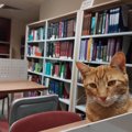 16ヵ月間も行方不明だった愛猫は「学生たちに愛されるカレッジ猫」として…