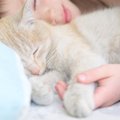 猫が『飼い主の顔の近く』で寝るのはなぜ？4つの理由