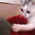 子猫の前でタオルをひらひらさせると→全力で反応して…尊すぎる『無邪…