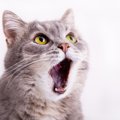 愛猫の『声が枯れている』のはなぜ？考えられる5つの原因と対処法