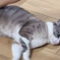 フローリングの上で『くるくる回される猫』→あまりにも無抵抗で…シュ…