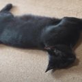 猫だおれは秋の風物詩？黒猫をじっくり堪能できる2分間