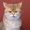 猫が『しかめっ面』しているときの3つのキモチ　怖い顔だけど、必ずし…