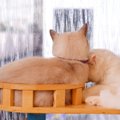 猫は『雨の日によく寝る』って本当？そう言われている4つの説　お天気に左…