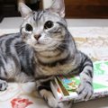 本に厳しい猫ちゃん、新刊チェックは徹底的に！